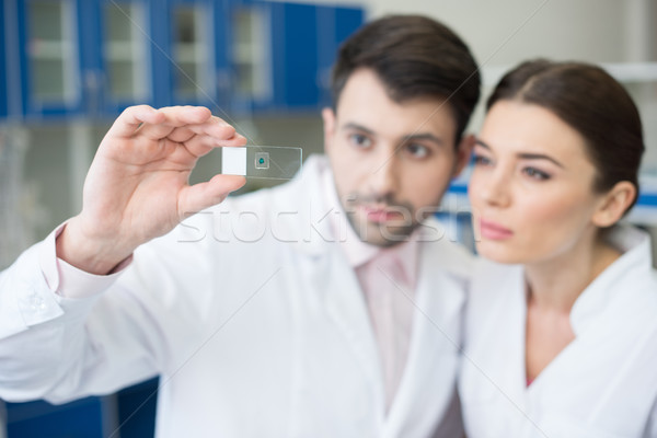 portrait of concentrated scientists looking at microscope slide in lab Stock photo © LightFieldStudios
