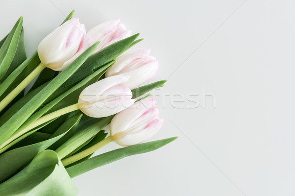 light pink tulips isolated on white with copy space, wedding flowers background concept Stock photo © LightFieldStudios