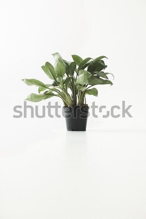 green potted plant Stock photo © LightFieldStudios