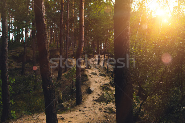 Foto stock: Forestales · puesta · de · sol · verano · brillante · sol · paisaje