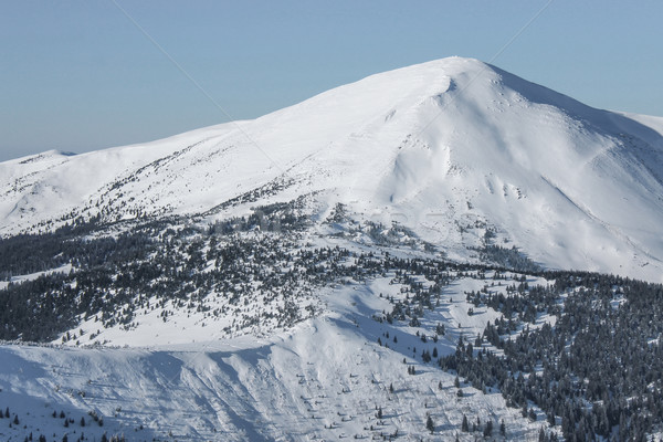 beautiful view of peak of mountain and forest covered with snow, Carpathian Mountains, Ukraine Stock photo © LightFieldStudios