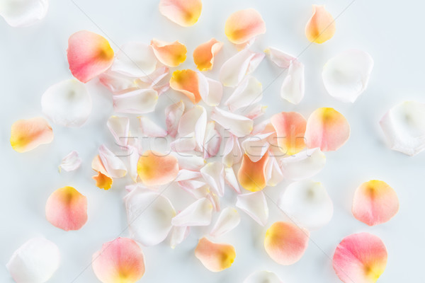 Top view of beautiful tender pink rose petals isolated on grey, wedding flower decoration Stock photo © LightFieldStudios
