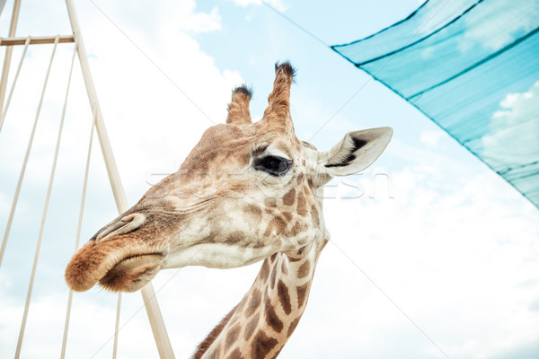 giraffe  Stock photo © LightFieldStudios