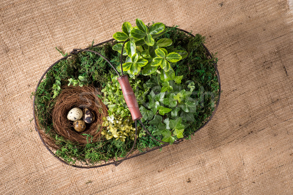 Basket with plants and eggs Stock photo © LightFieldStudios