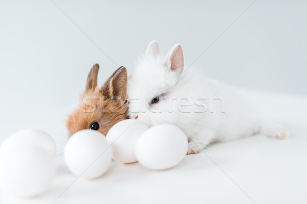close-up view of cute furry rabbits and chicken eggs on white Stock photo © LightFieldStudios