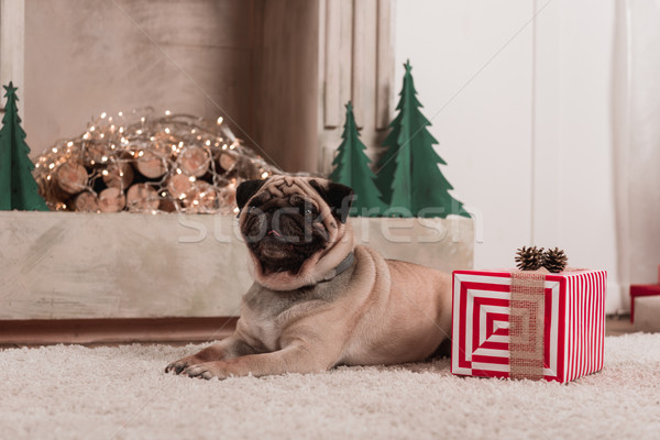 pug with christmas gift Stock photo © LightFieldStudios