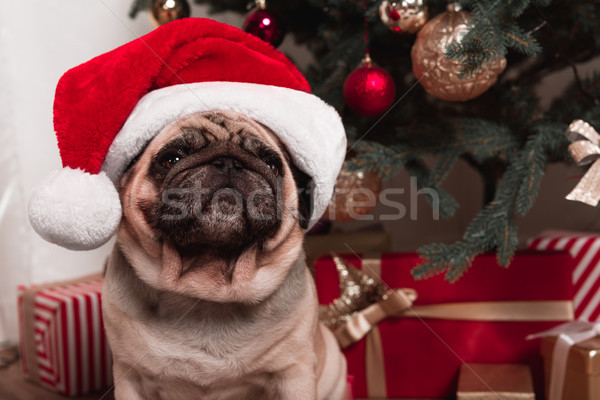 pug sitting under christmas tree Stock photo © LightFieldStudios