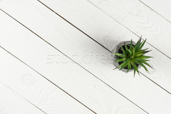 Top view of green potted plant on white wooden background Stock photo © LightFieldStudios