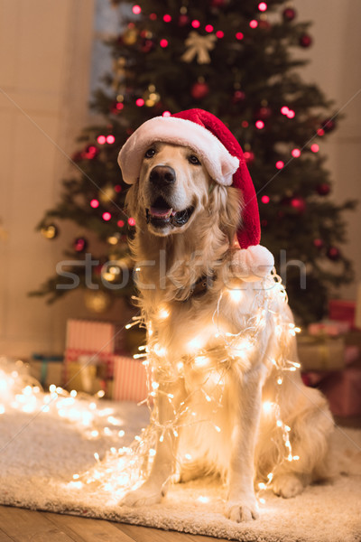 Psa Święty mikołaj hat funny golden retriever girlanda Zdjęcia stock © LightFieldStudios