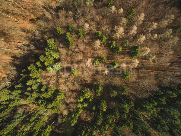 top view of majestic landscape with green pines, Germany Stock photo © LightFieldStudios