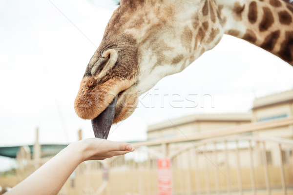 Imagine de stoc: Girafă · mână · vedere · femeie · grădină · zoologică · animal