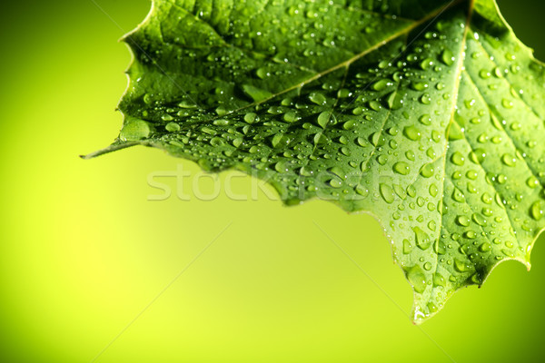 Yaprak yeşil yaprak kapalı su damlası arka plan yağmur Stok fotoğraf © LightFieldStudios