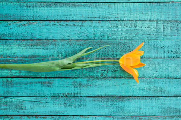 top view of one yellow tulip on turquoise wooden tabletop, wedding flowers background concept Stock photo © LightFieldStudios