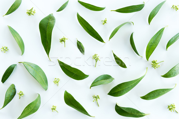 Górę widoku piękna zielone liście wzór odizolowany Zdjęcia stock © LightFieldStudios