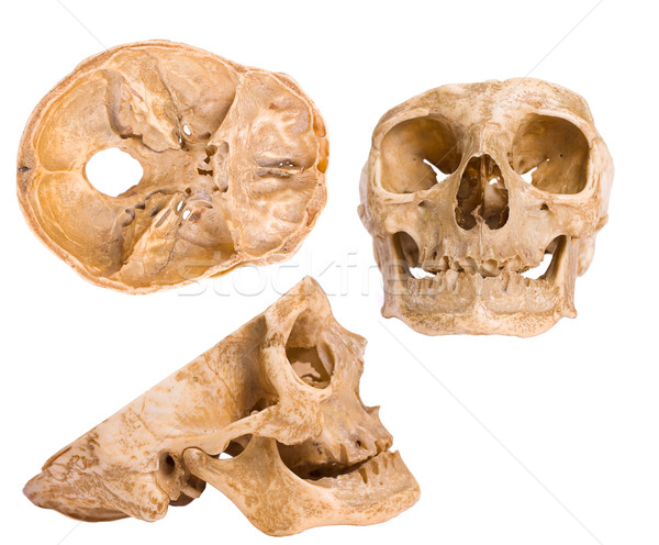 Foto cranio diverso bene visibile vita Foto d'archivio © Lighthunter