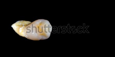 Pressed ceramic teeth Stock photo © Lighthunter