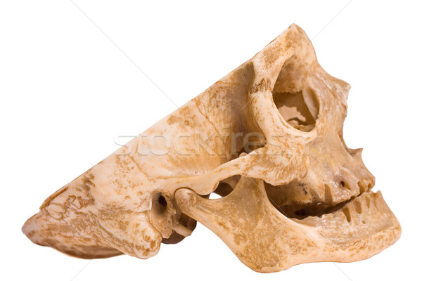 View cranio top lato bene visibile Foto d'archivio © Lighthunter