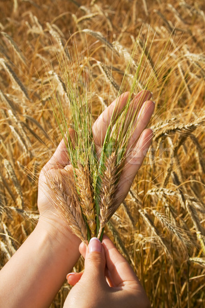 Golden crops in woman hands Stock photo © lightkeeper