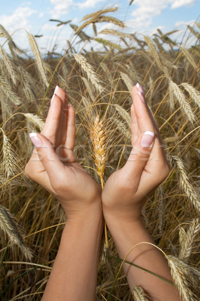 Woman hands holding corns Stock photo © lightkeeper