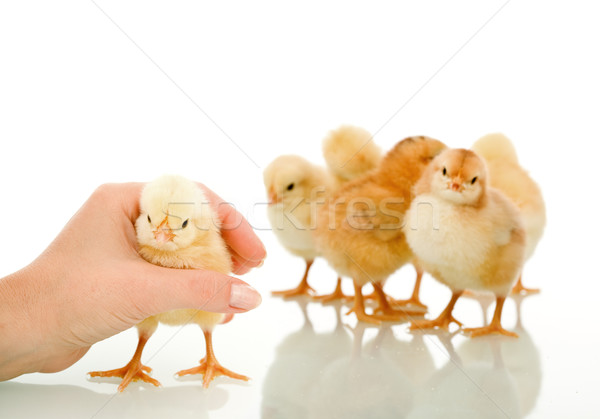 Gotcha - womans hand catching small fluffy chicken Stock photo © lightkeeper