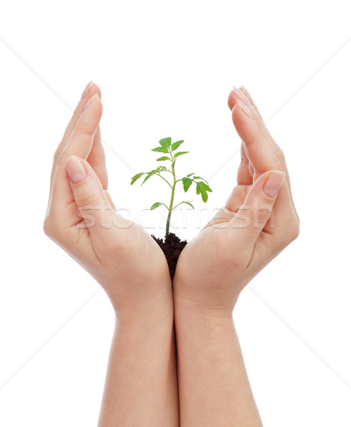 Vida mujer manos jóvenes planta de semillero alimentos Foto stock © lightkeeper
