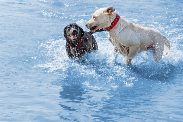 Labrador dogs enjoying shallow water Stock photo © lightkeeper