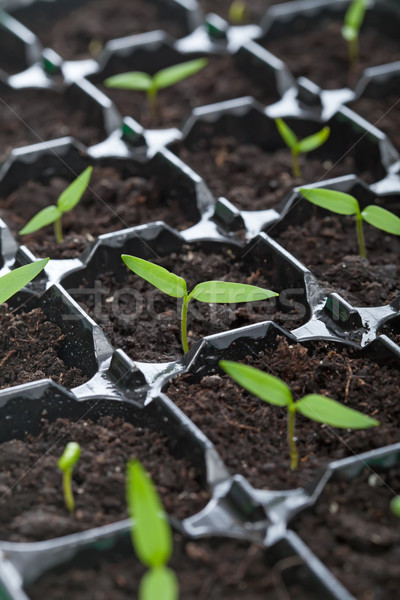 Voorjaar zaailingen zwarte dienblad natuur blad Stockfoto © lightkeeper