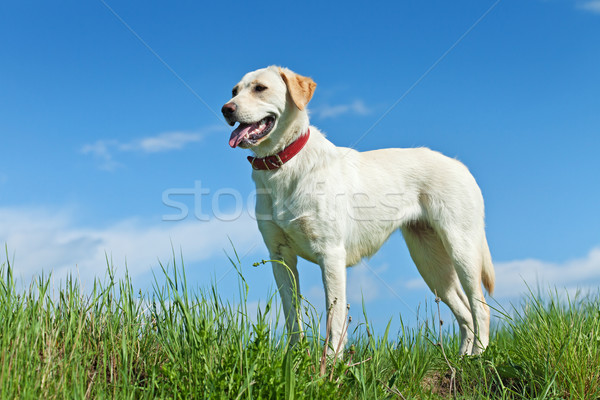 Dog standing on the field in springtime Stock photo © lightkeeper