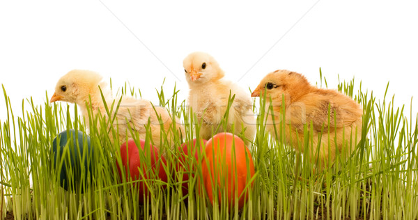 Сток-фото: Пасху · трава · красочный · яйца · ребенка · природы