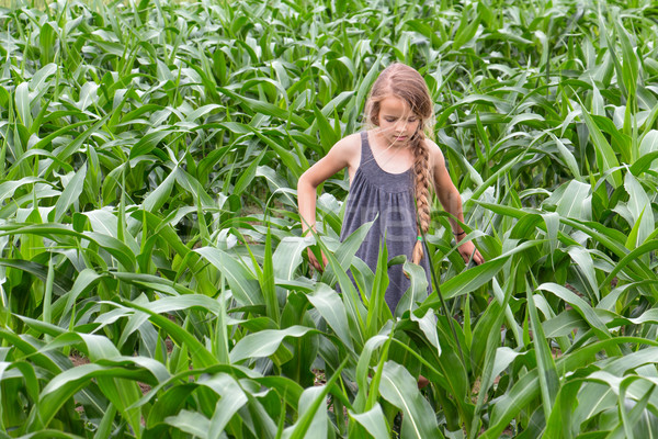 Farmer girl inspecting the growing corn Stock photo © lightkeeper