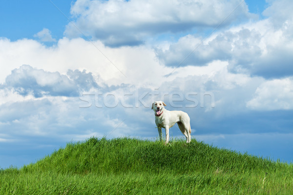 Stok fotoğraf: Köpek · ayakta · tepe · bulutlu · gökyüzü · büyük