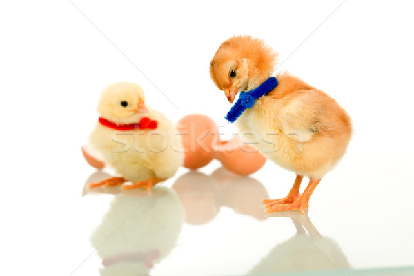 Foto stock: Pequeno · fofo · garotas · superfície · páscoa