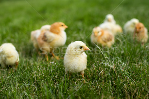 Young chickens in the grass Stock photo © lightkeeper