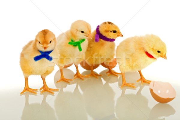 Colorful gang - small chicks with scarves Stock photo © lightkeeper