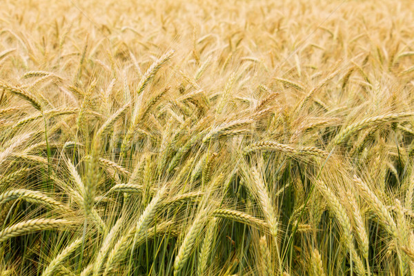 Partly ripened grains in a field - closeup Stock photo © lightkeeper