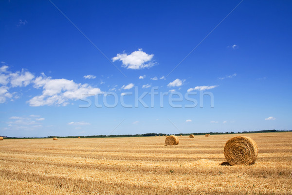 Wide stubble field with hay bales Stock photo © lightkeeper