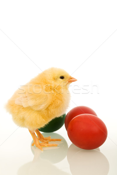 Stock photo: Easter baby chicken with colorful eggs