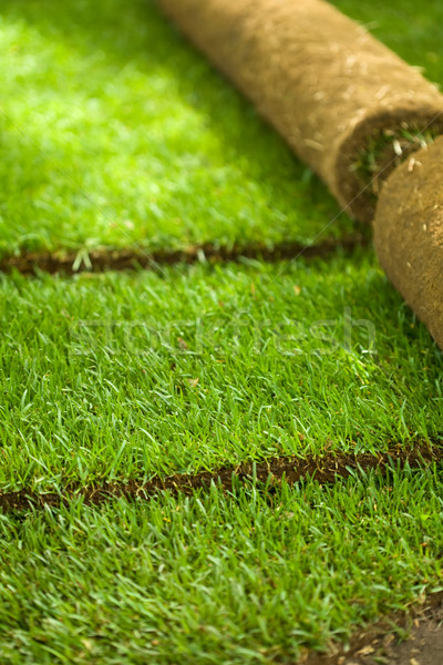 Turf grass rolls partially unrolled Stock photo © lightkeeper
