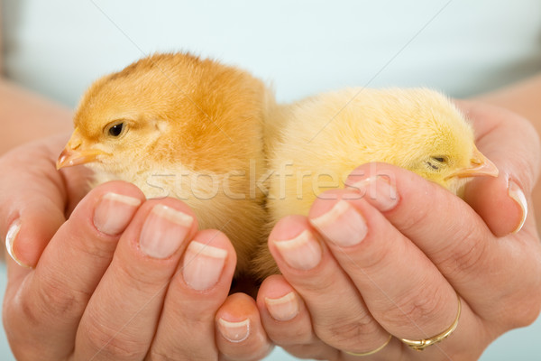 Somnolent bébé femme mains Palm chiches [[stock_photo]] © lightkeeper