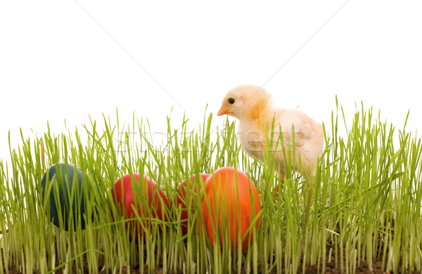 Weinig Pasen chick kleurrijk eieren gras Stockfoto © lightkeeper