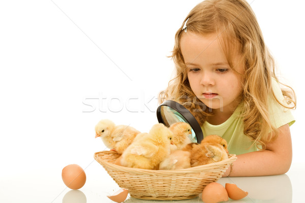 Little girl studying her easter newborn chickens Stock photo © lightkeeper