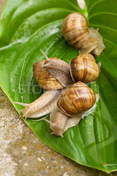 Blatt vier wet grünen Shell Tier Stock foto © lightkeeper