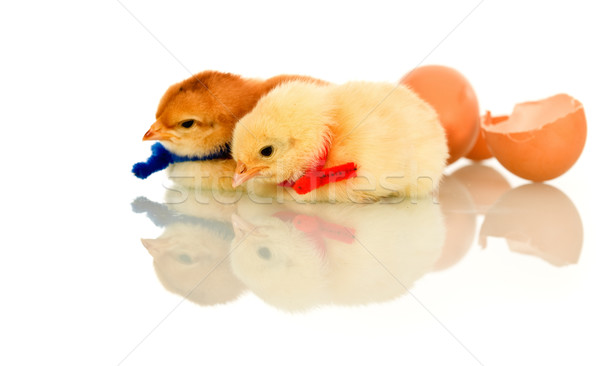 Neu Frühling Huhn farbenreich Sitzung Ei Stock foto © lightkeeper
