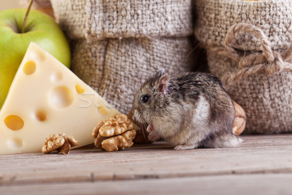 Nagetier Speisekammer Hamster Maus Käse Jahrgang Stock foto © lightkeeper