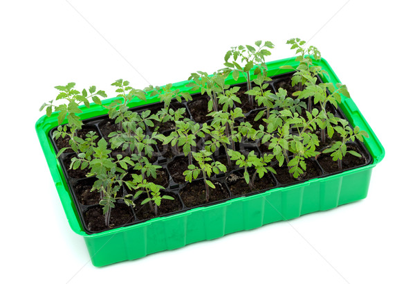 Tomates mudas bandeja vigoroso comida verde Foto stock © lightkeeper