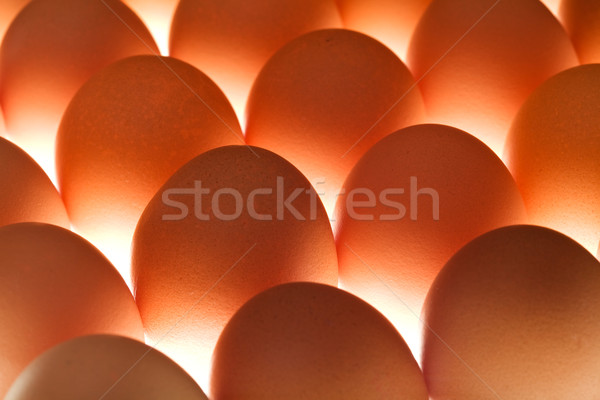 Eggs - underlit Stock photo © lightkeeper