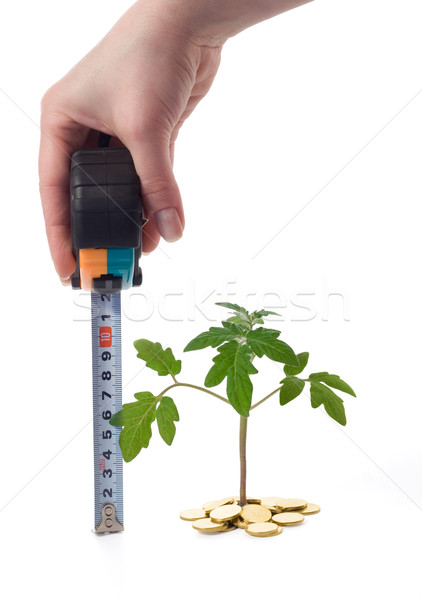 Hand measures plant growth Stock photo © lightkeeper