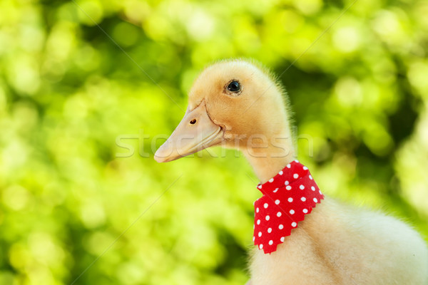 Cute yellow ducling with red scarf Stock photo © lightkeeper