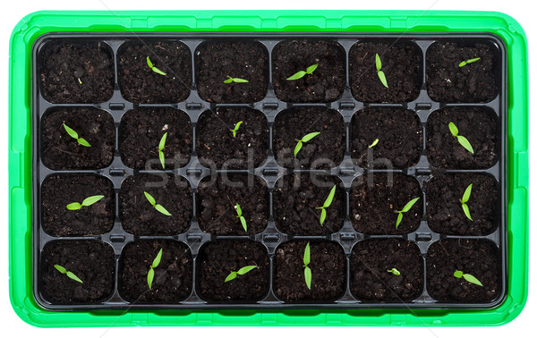 Germination tray with small seedlings Stock photo © lightkeeper