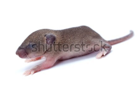 Macro closeup on baby house mouse Stock photo © lightkeeper